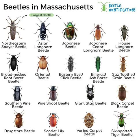 Types Of Beetles In Massachusetts With Pictures