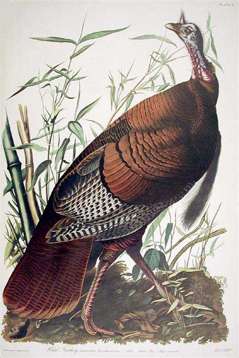 Wild Turkey Male From The Birds Of America Amsterdam Edition John