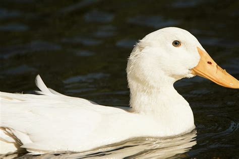 They are mostly raised for their meat and eggs, and at times, domesticated as pets. American Pekin Duck Photograph by Kathy Gallow