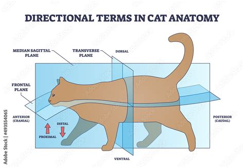 Directional Terms In Cat Anatomy And Quadrupeds Division Outline