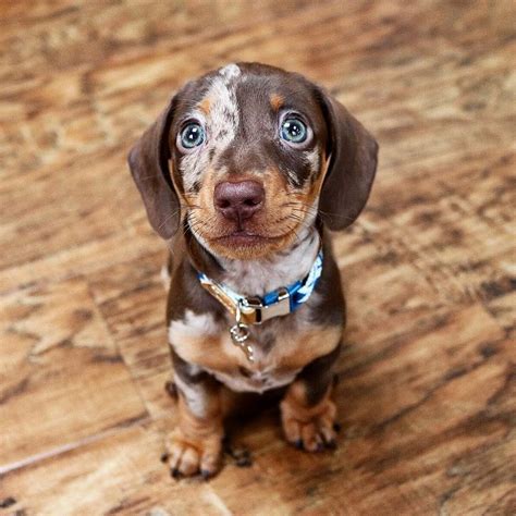 A Miniature Dachshund Puppy Dapple Dachshund Puppy Dachshund Breed