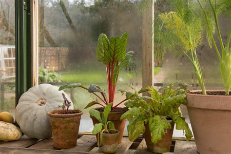 Take These Steps To Winterize Your Greenhouse Correctly Happysprout