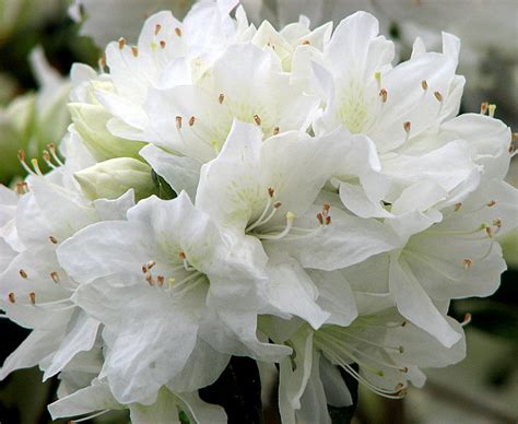 Romantic Flowers White Flowers