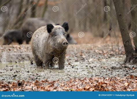 Close Wild Young Boar Autumn Forest Stock Photos Free And Royalty Free