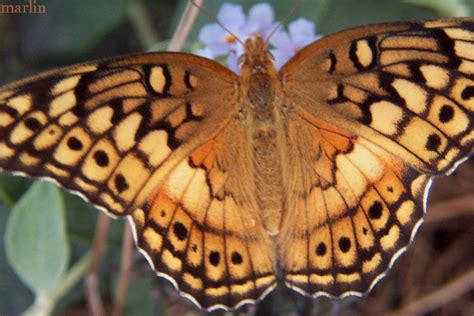 Variegated Fritillary Butterfly Euptoieta Claudia