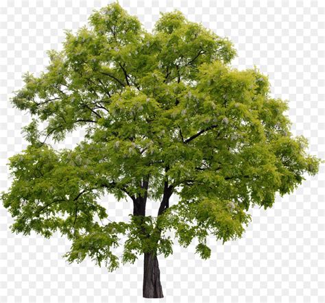 So open one jpg file and record an action of saving that file as a png. Adobe Photoshop Elements, Adobe Systems Rendering - albero ...