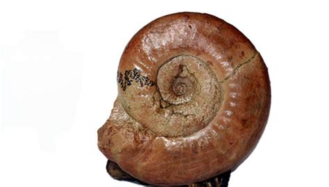 An overview of prokaryotic & eukaryotic cells. What Is Chronometric Dating? | Sciencing