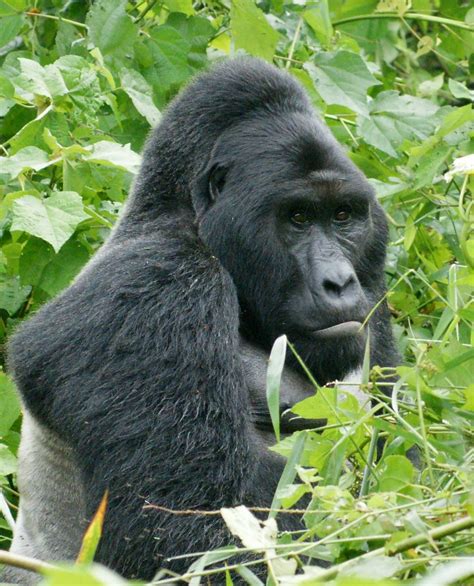Worlds Largest Primate The Mighty Eastern Gorilla Now Critically