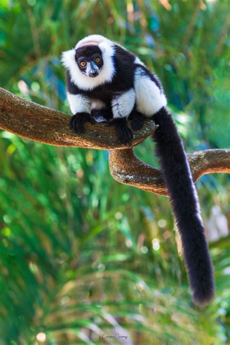 Black And White Ruffed Lemur In 2020 Lemur Animal Photography Animals
