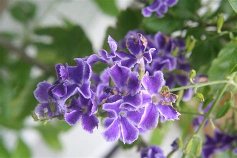 Check spelling or type a new query. Duranta erecta 'Sapphire Showers' (Picotee Sky Flower ...