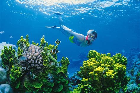 Tripadvisor Full Day Snorkel In The Great Barrier Reef Provided By Explore Group Hamilton