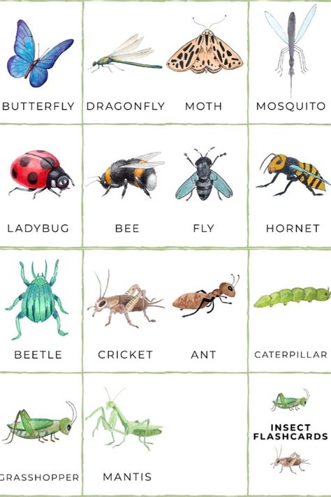 Free Printable Insect Cards