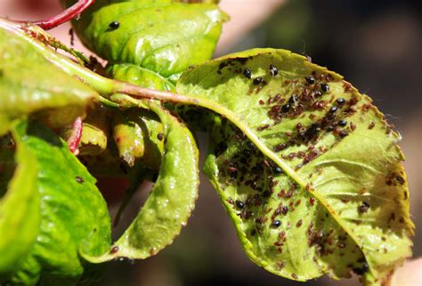 The 10 most destructive garden insects and how to get rid of them. Cherry Aphids | Garden Pests & Diseases | Gardening Tips ...
