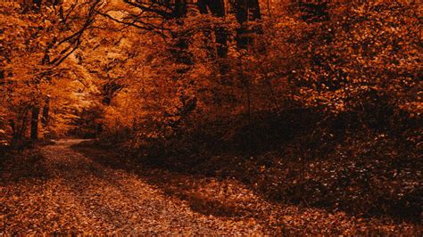Download Wallpaper 1600x900 Forest Path Autumn Trees Foliage