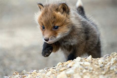 Baby Fox Cute Fluffy And Wild Animals Pinterest