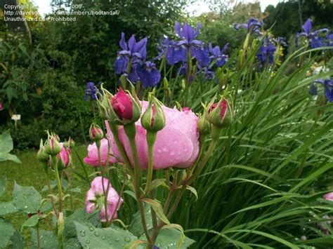 Louise odier looks best when it is not planted near anything that is overwhelming, so that the rose's fine features can be accentuated. PlantFiles Pictures: Bourbon Rose 'Louise Odier' (Rosa) by ...
