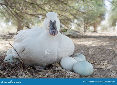 Pato De La Madre Que Toma El Cuidado De Sus Huevos Imagen De Archivo