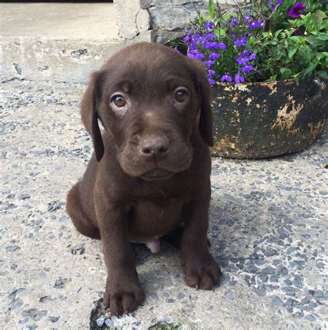 Labrador retriever puppies for sale and dogs for adoption in north carolina, nc. Beautiful Chocolate Labrador Puppies | Llanelli ...