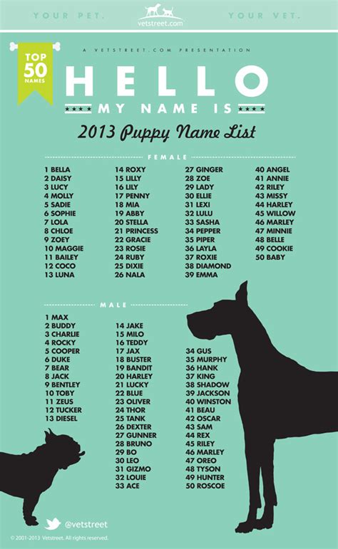 Finding The Best Names For Dogs Chasing Dog Tales