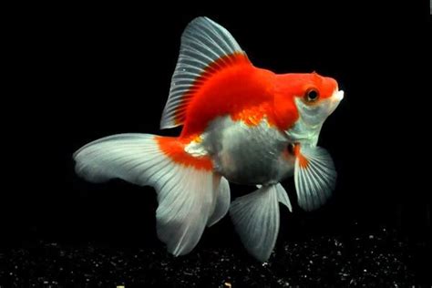 Red And White Ryukin Fantail Goldfish Ikan Akuarium Ikan Akuarium