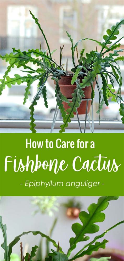 Fishbone Cactus Care Guide (Zig Zag Plant)