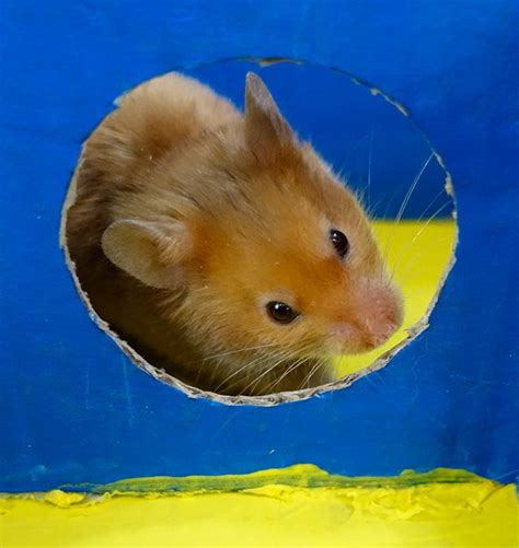 Cute Funny Syrian Hamster