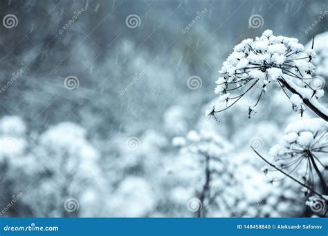 The Flowers Are Covered With Ice Snow Stock Photo Image Of Green