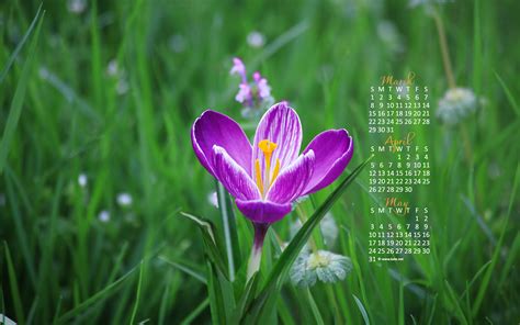 Free Download April Calendar Wallpaper Spring Crocus Photo Wallpaper