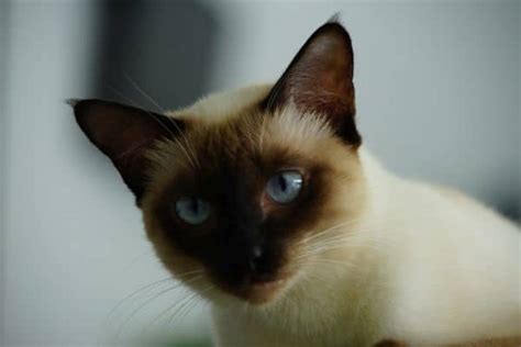 Are Siamese Cats Affectionate Petskb