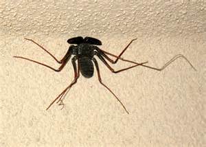 Spider Or Scorpion Paraphrynus Carolynae Bugguidenet