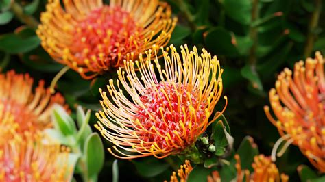 African Protea Árboles Y Arbustos Arbustos Plantas