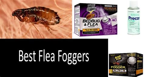 Top 5 Best Flea Foggers In 2020 From 10 To 20 Buyers Guide