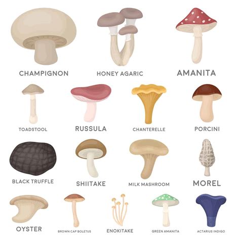 14 Different Types Of Mushrooms