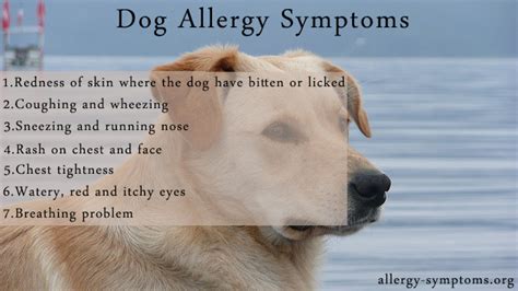 Dog Allergy Symptoms Allergy Symptoms