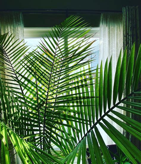 The Majesty Palm Care Guide Inc Indoor And Outdoor Garden Tabs
