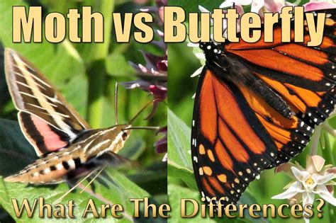 Difference Between Moth And Butterfly Moth Vs Butterfly Facts And Pictures
