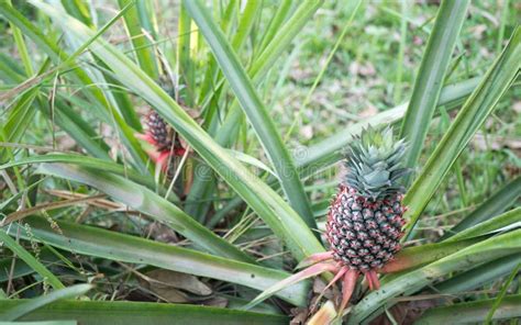 The Pineapple On The Clump Has Pink Eyes Pineapple Trees Grow Tropical
