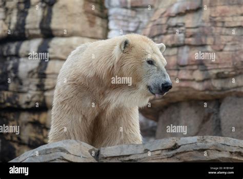 Polar Bear San Diego Zoo Stock Photo Alamy