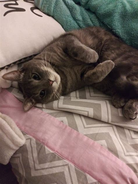 Lost Cat American Shorthair In Acton Ma Lost My Kitty