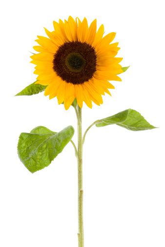 Sunflower Isolated On White Stock Photo Download Image Now Istock