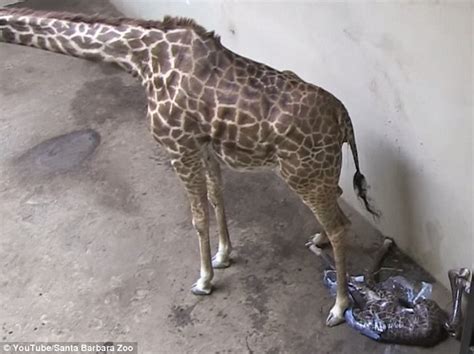 Finding His Feet Incredible Moment Baby Giraffe Takes His