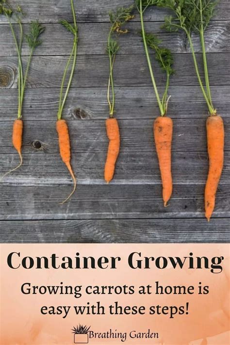 Carrots Are A Great Plant For Growing In Containers These Are Easy