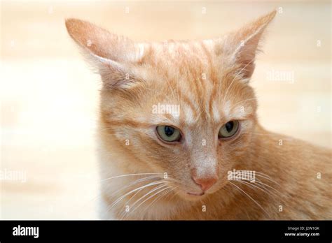 Cat Ears Back Hi Res Stock Photography And Images Alamy