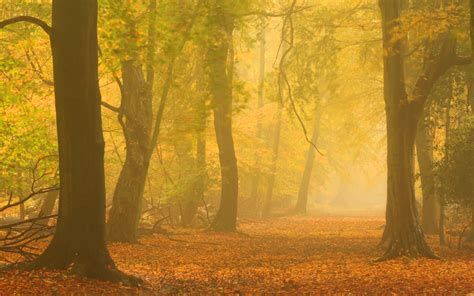 Autumn Mist Forest Road Wallpaper 2560x1600 29060