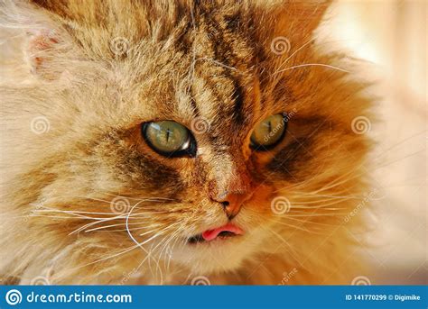 Angry Scary Wild Cat Stock Image Image Of Domestic 141770299