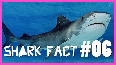 Crazy Tiger Shark Mating Ritual Shark Fact 06 Youtube