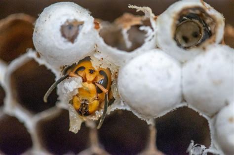 A Nest By The Numbers — What Wsda Found Inside Asian Giant Hornet Nest News Wenatcheeworld