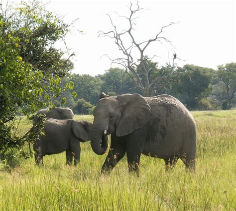 Native Zimbabwe Animals Best Places To See The Big Five Animals In