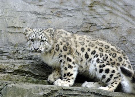 Snow Leopards International Society For Endangered Cats