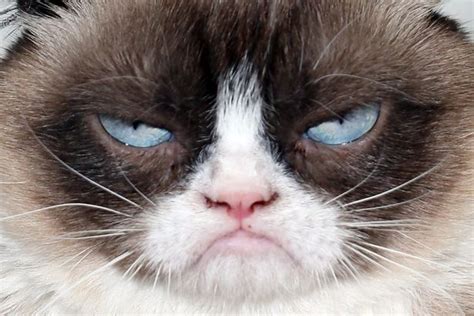 Grumpy Cat Makes A Whopping 100m But Shes Still Not Happy Mirror